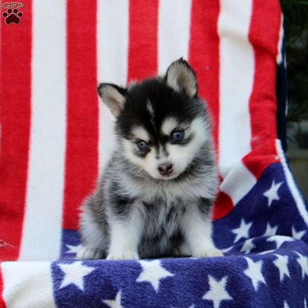 Griffin, Pomsky Puppy